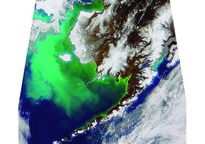 1998年4月拍下的白令海水色衛星照片，艾密利藻華把海面暈染出一片土耳其玉的乳綠色澤。