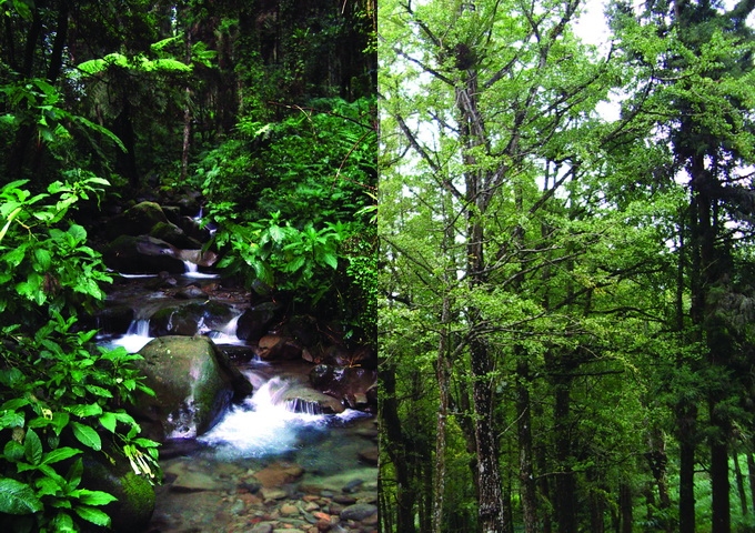 森林是野生動物的棲所，也和人類生活息息相關。右為溪頭森林遊樂區內，被譽為活化石的銀杏林。