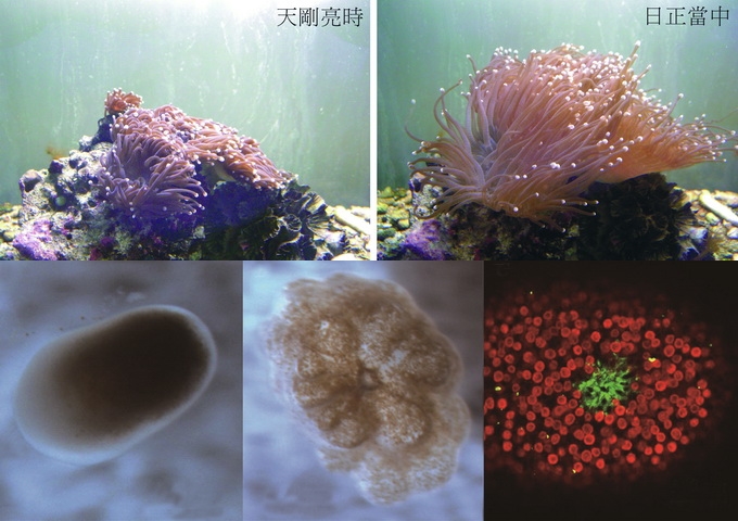 珊瑚與共生藻進行「細胞內」的共生，把共生藻收納到自己的細胞內，非常細心溫柔地照顧著共生藻（上）。圖下顯示火炬珊瑚幼苗，左起為漂浮期、著床幼苗、顯微鏡下的著床幼苗（共生藻呈紅色）。