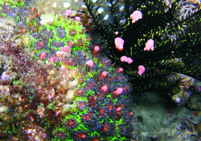 棘杯珊瑚排放配子的瞬間，牠的配子並非球狀。