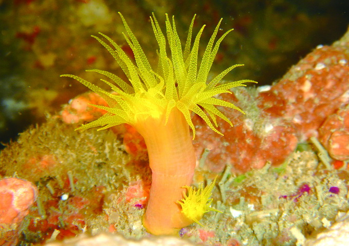 圓管星珊瑚的出芽生殖，這種無性生殖可以使珊瑚蟲的數目快速增加。