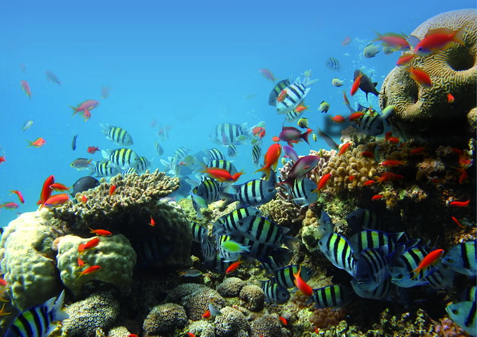 物種豐富的珊瑚礁生態