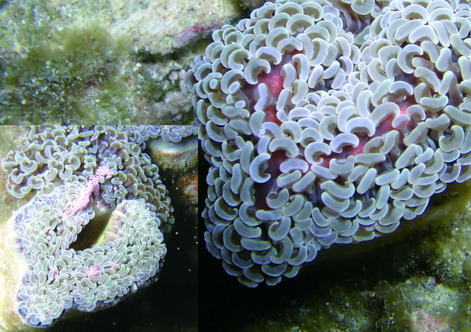 在雌株腎形珊瑚排卵前，可以看見珊瑚蟲的皮下有粉紅色的卵塊。左下為正在排卵的雌株腎形珊瑚，卵粒呈粉紅色球狀。
