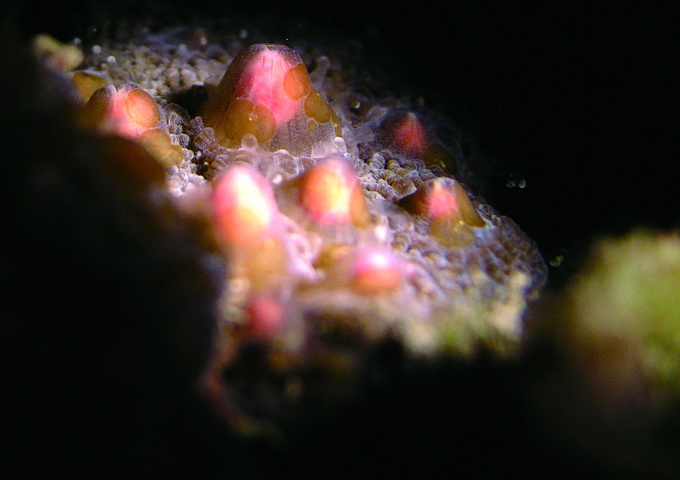 角菊珊瑚正要排放配子的瞬間，粉紅色的配子呼之欲出。