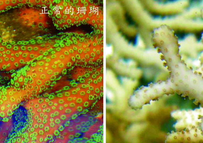 珊瑚會因海水溫度的升高或其他環境變化而白化（右），這時珊瑚體內的共生藻已經離開，珊瑚的健康狀況岌岌可危。