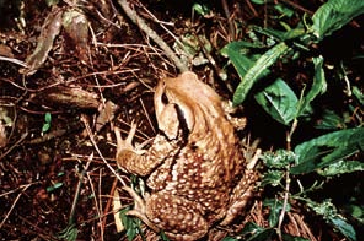 盤古蟾蜍的皮膚粗糙，散布許多大大小小的凸起，看起來其貌不揚，卻是台灣特有種兩棲類。
