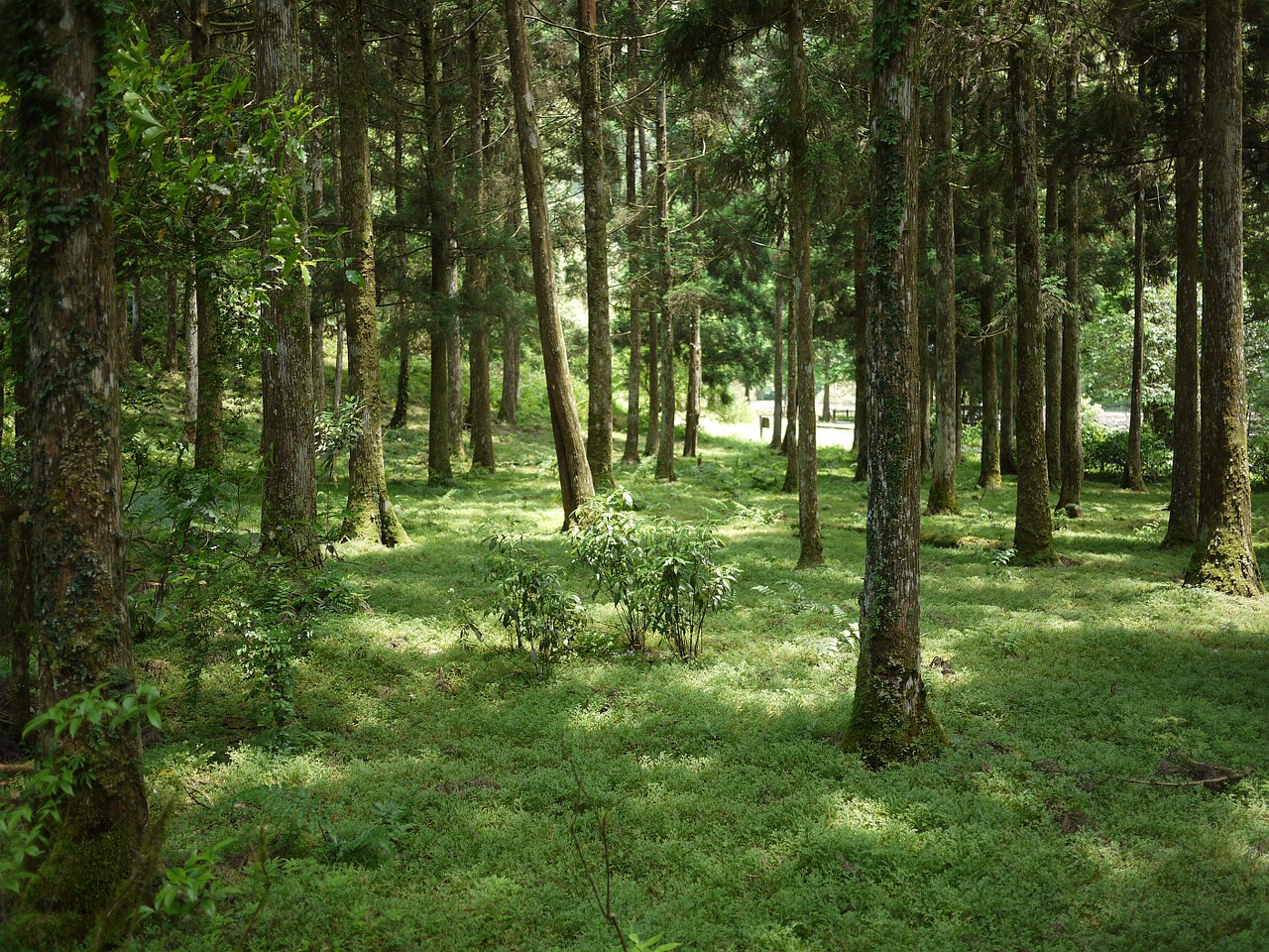 臺灣地形多變，林相豐富，孕育許多的野生動物資源。（圖／Thomas Hendele，Pixabay）