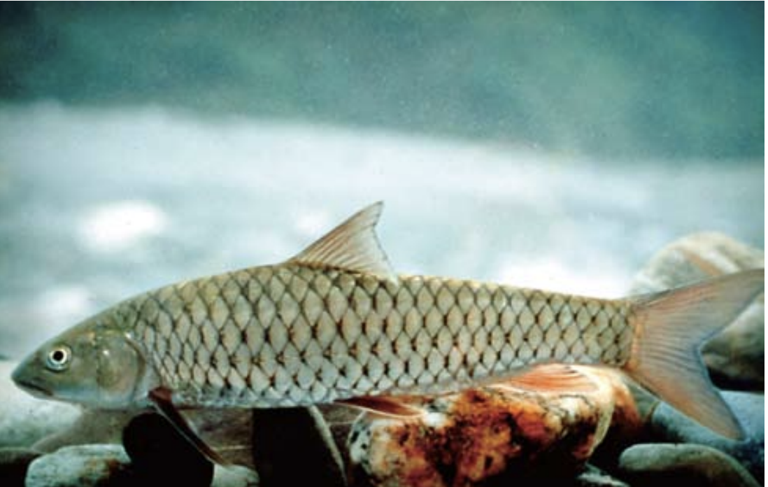 荷氏棘魞是台灣特有種魚類，鱗片大而圓，體長最大可達60公分以上，僅分布在台灣南部和東部的淡水溪流域。