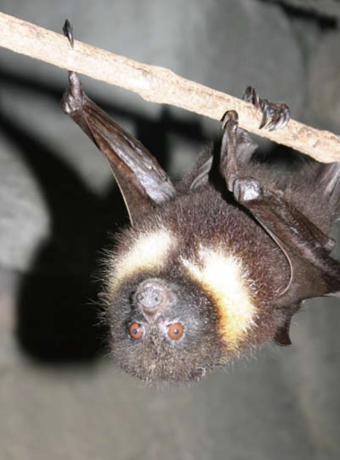 台灣狐蝠是台灣最大型的蝙蝠，族群數量稀少，屬於瀕臨絕種保育類哺乳類。