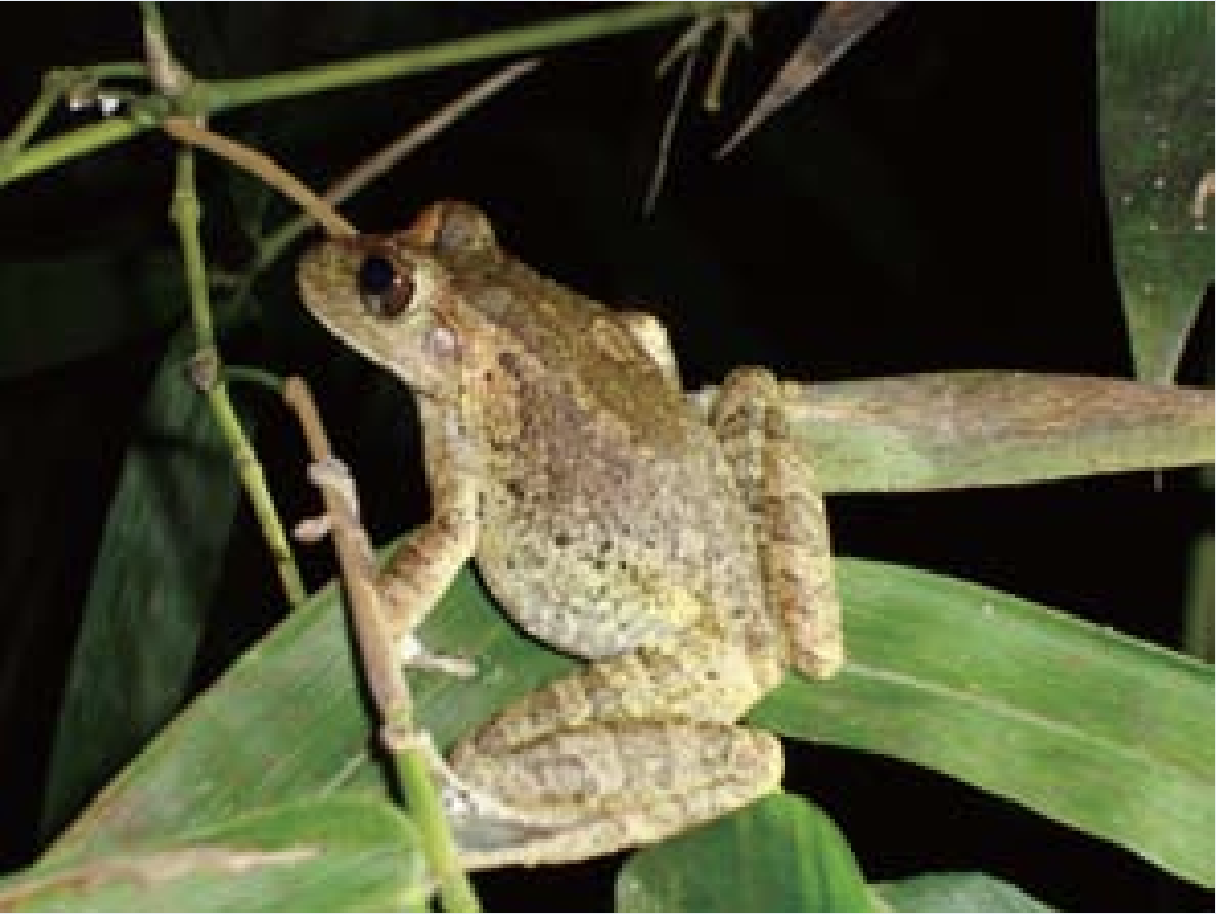 褐樹蛙皮膚光滑，僅有一些小顆粒凸起，體色會隨環境變化，從淡褐至深褐色都有，是一種廣泛分布在全省低海拔地區的特有種兩棲類。