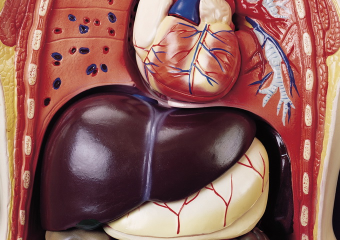 肝臟是人體內最大的器官，儲存了多種的維他命、礦物質和糖分，其細胞也可產生膽汁來幫助人體消化食物和吸收營養素。（圖片來源：日創社）