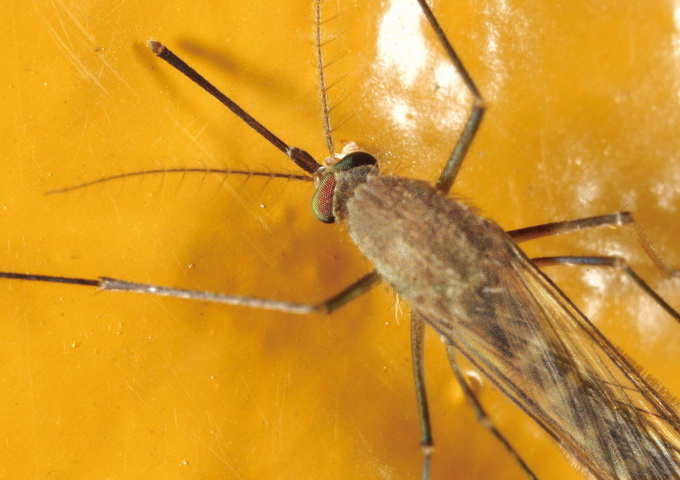 雌蚊觸角鞭節細長，僅在端部有稀疏的短毛，口器能吸食血液。（圖／林義祥攝影，嘎嘎昆蟲網 http://gaga.jes.mlc.edu.tw/）