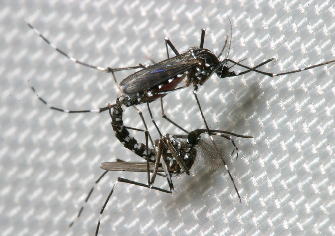 蚊子交尾，上面是雌蚊，下面是雄蚊，只要交尾過一次，雌蚊終身都可以產下受精卵。（圖／林義祥攝影，嘎嘎昆蟲網 http://gaga.jes.mlc.edu.tw/）