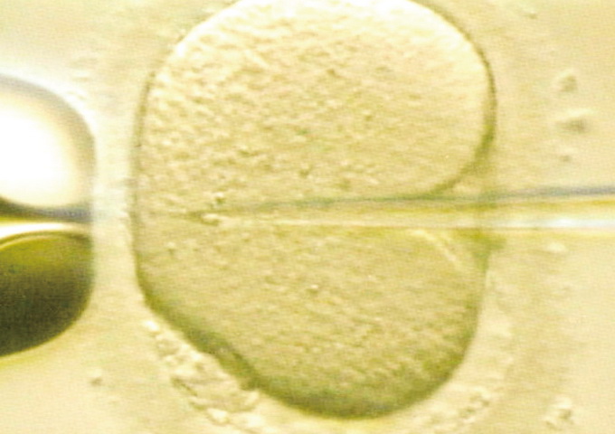 使用顯微針穿破卵子透明帶把精子注入細胞質內