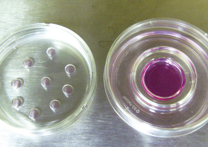 胚胎的體外培養在培養皿中進行