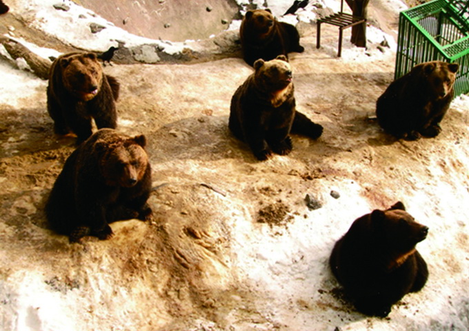 棕熊體內有棕色脂肪組織，在組織的粒線體內膜上分布許多產熱素，因此棕熊在冬眠時，即使不運動也能產熱以適應寒冷。