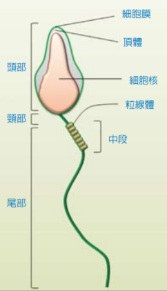 一旦精子與卵子結合為受精卵，精子的頭部區域會進入卵子內進行細胞核融合並產生染色體互換，保留在受精卵外中段區域的特化粒線體會全數銷毀殆盡。