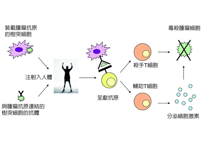 腫瘤細胞經由樹突細胞活化後天免疫的方式