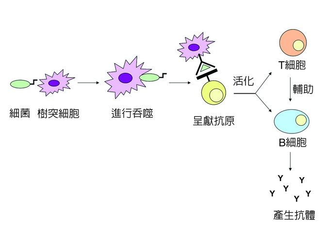 細菌感染時樹突細胞活化後天免疫的方式