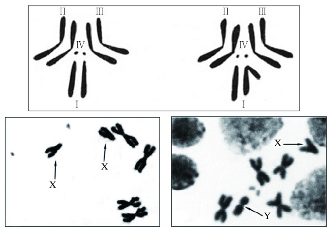 黃果蠅有4對染色體，一號是性染色體餘為體染色體（圖上），圖下為複製中的染色體。圖左是雌性，圖右是雄性。