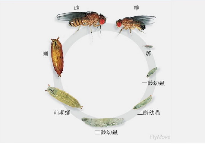 黃果蠅的生活史，分為卵、幼蟲、蛹和成蟲4個階段。卵的胚胎發育期約1天，幼蟲期是4到5天，蛹期大約4到5天，成蟲的壽命可以有1個月以上。（圖／http://flymove.uni-muenster.de/Genetics/Flies/LifeCycle/LifeCyclePict/life_cycle.jpg）