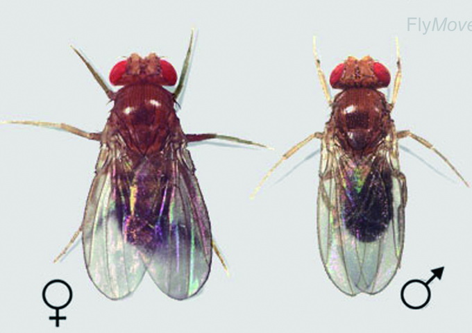 黃果蠅，左雌右雄。一般而言，雌蟲的體型會稍大於雄蟲。（圖／http://flymove.uni-muenster.de/Genetics/Flies/MaleFemale/MaleFemalePict/Wildtype.jpg）