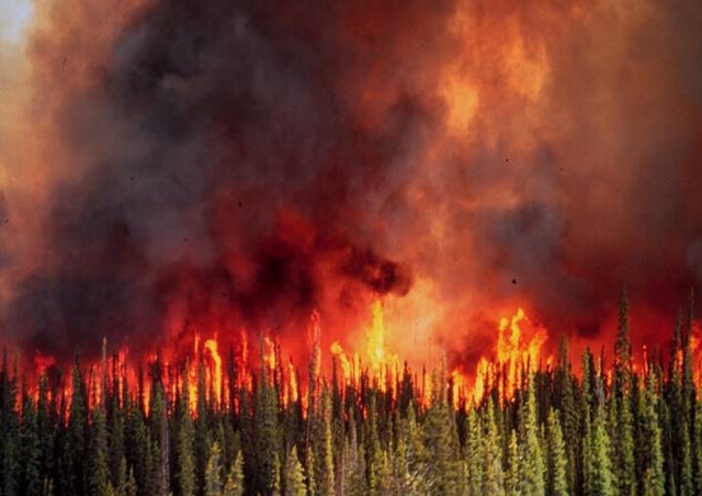 森林大火肆虐，樹冠火災快速延燒，極具毀滅性。（圖／Forest Service - Northen Region，Flickr）