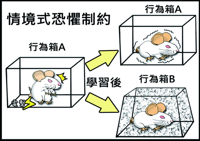 情境式恐懼制約。小鼠在行為箱A中接受恐懼制約學到害怕，若把小鼠放回行為箱A，則出現害怕不敢動的恐懼記憶行為。
