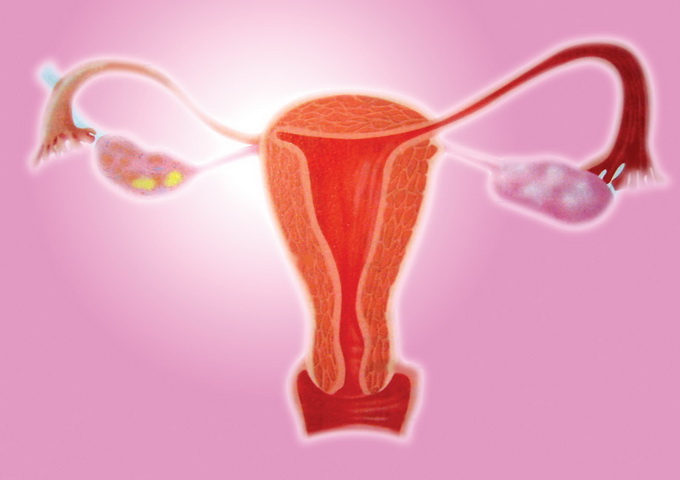 女性生殖系統圖示。