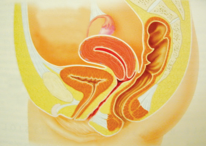 雌性腹部側剖圖。