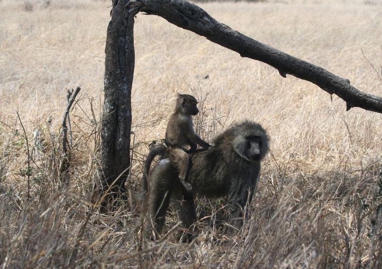 東非狒狒的階級嚴明，雄性狒狒通過打架來確立地位。（圖／Caroline Craven，wikipedia）
