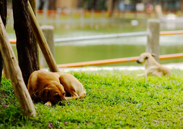 在台灣，隨處可見的流浪動物不僅有傳播狂犬病的疑慮，也可能會帶來其他感染疾病，政府應負起管理流浪動物的責任。（圖／李銘杰）