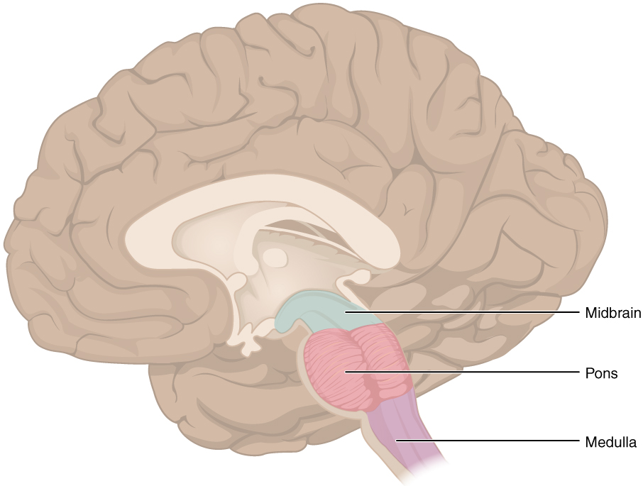 以顏色區分腦幹的三個組成部分：中腦（midbrain）、橋腦（pons）與延腦（medulla）。（圖／Wikipedia）
