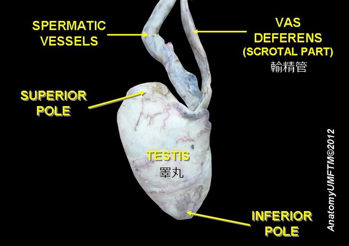 睪丸及周邊簡圖。（圖／Anatomist90，Wikipedia）