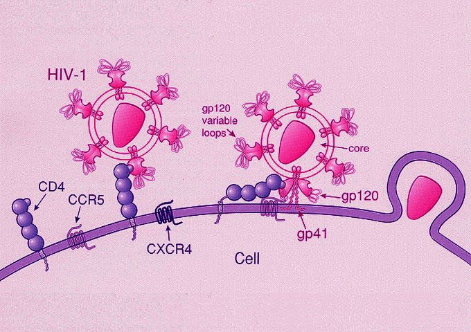 愛滋病毒透過CCR5侵襲細胞的作用機轉示意圖。（圖／Wikipedia）