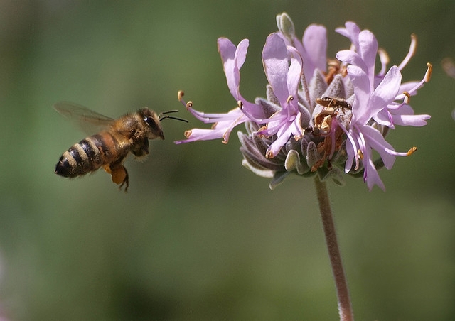 採完花蜜的蜜蜂回到蜂窩後，不僅跳舞來傳達蜜源的方向距離，這種舞蹈甚至還因蜜蜂品系而有些微差距，就像是人類的方言一樣。小小蜜蜂卻可表現出如此複雜驚人的動物行為，這背後的原理相當令人著迷。(圖片來源：flickr用戶 ingridtaylar)