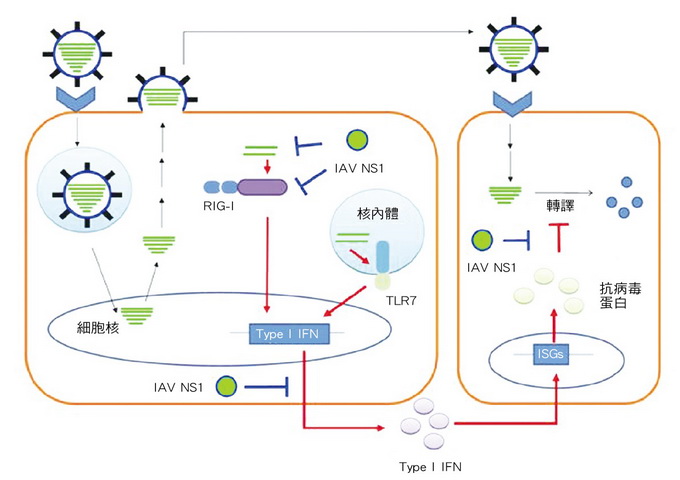 先天免疫的訊號傳導（紅線）—當病毒進行RNA複製時（黑線），細胞的RIG-I與類鐸受體7（TLR7）可以偵測病毒RNA，經由訊號傳導的方式活化第一型干擾素（Type I IFN）。第一型干擾素可以使鄰近的細胞產生對抗病毒的蛋白，抑制病毒複製。病毒的拮抗機制（藍線）—流感病毒為了躲避干擾素的攻擊，流感可以利用NS1蛋白防止細胞的RIG-I偵測到病毒RNA，阻礙訊號傳導及第一型干擾素的生成。NS1也可以進一步影響抗病毒的蛋白，避免抑制病毒的複製。
