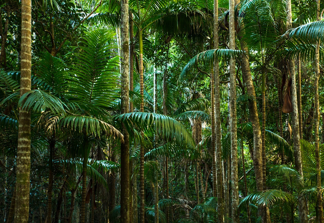 雨林在全球生態系扮演重要角色。（圖／pixabay）