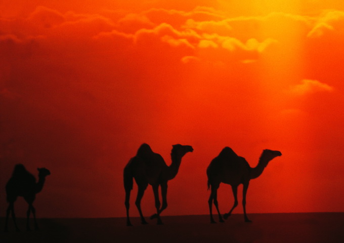 現今越過沙漠的幫手：沙漠之舟——駱駝。（圖／日創社）