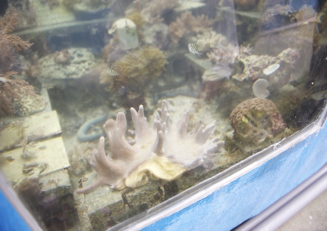 水缸中的珊瑚養殖在石磚和瓷磚上，缸中可見魚類、貝類和海葵等其他生物。