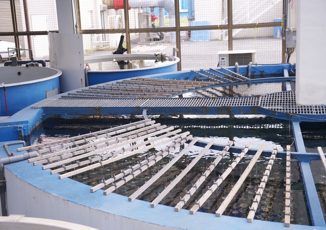 垂直養殖技術有效地在受限的空間內獲取最大的產量。
