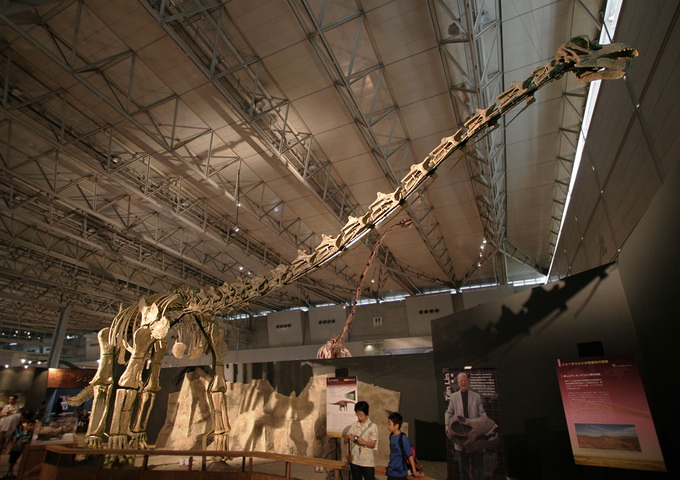 日本某博物館展出的泰坦龍骨架