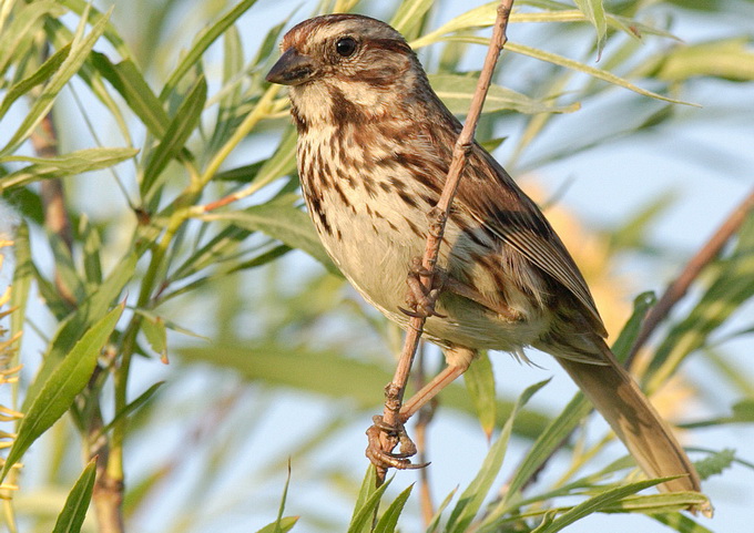 Song Sparrow（學名：Melospiza melodia）