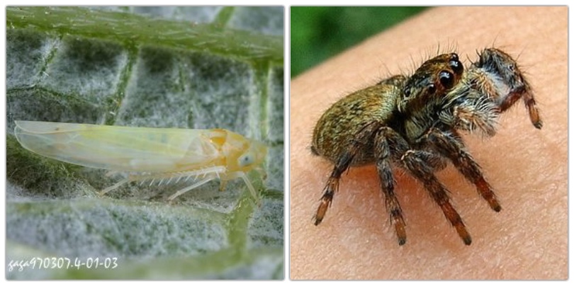 茶小綠葉蟬（左）和白斑獵蛛（右）。（圖／（左）嘎嘎昆蟲網（右）Opencage，wikipedia）