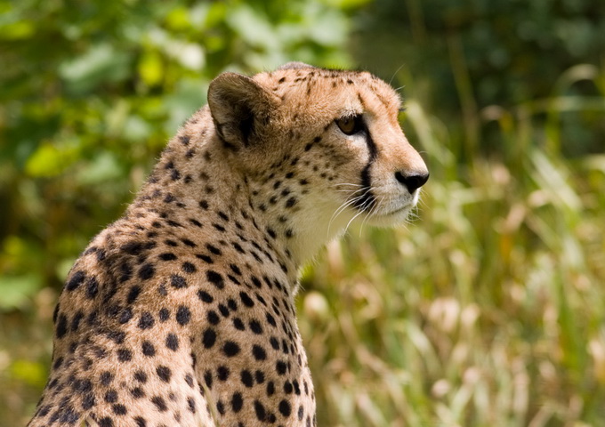 獵豹是世界上短跑速度最快的動物（圖／schani，wikipedia）