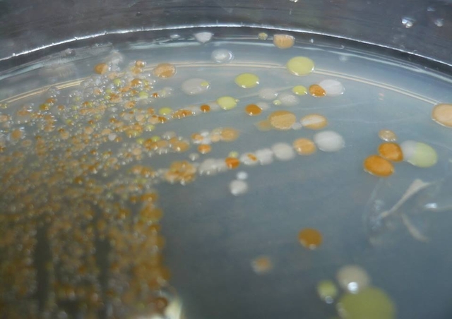 小小細菌也能為發電立大功! 圖為養在培養基上的菌落。（圖片來源：楊景程）