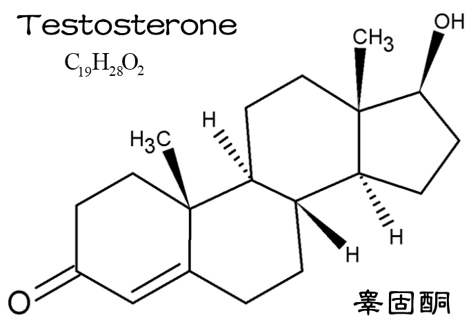 睾固酮化學結構式