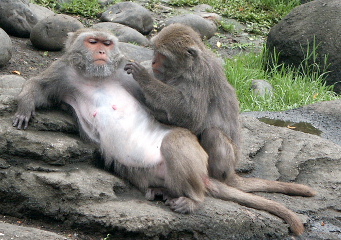 臺北動物園的猴大姐正享受小的服務
