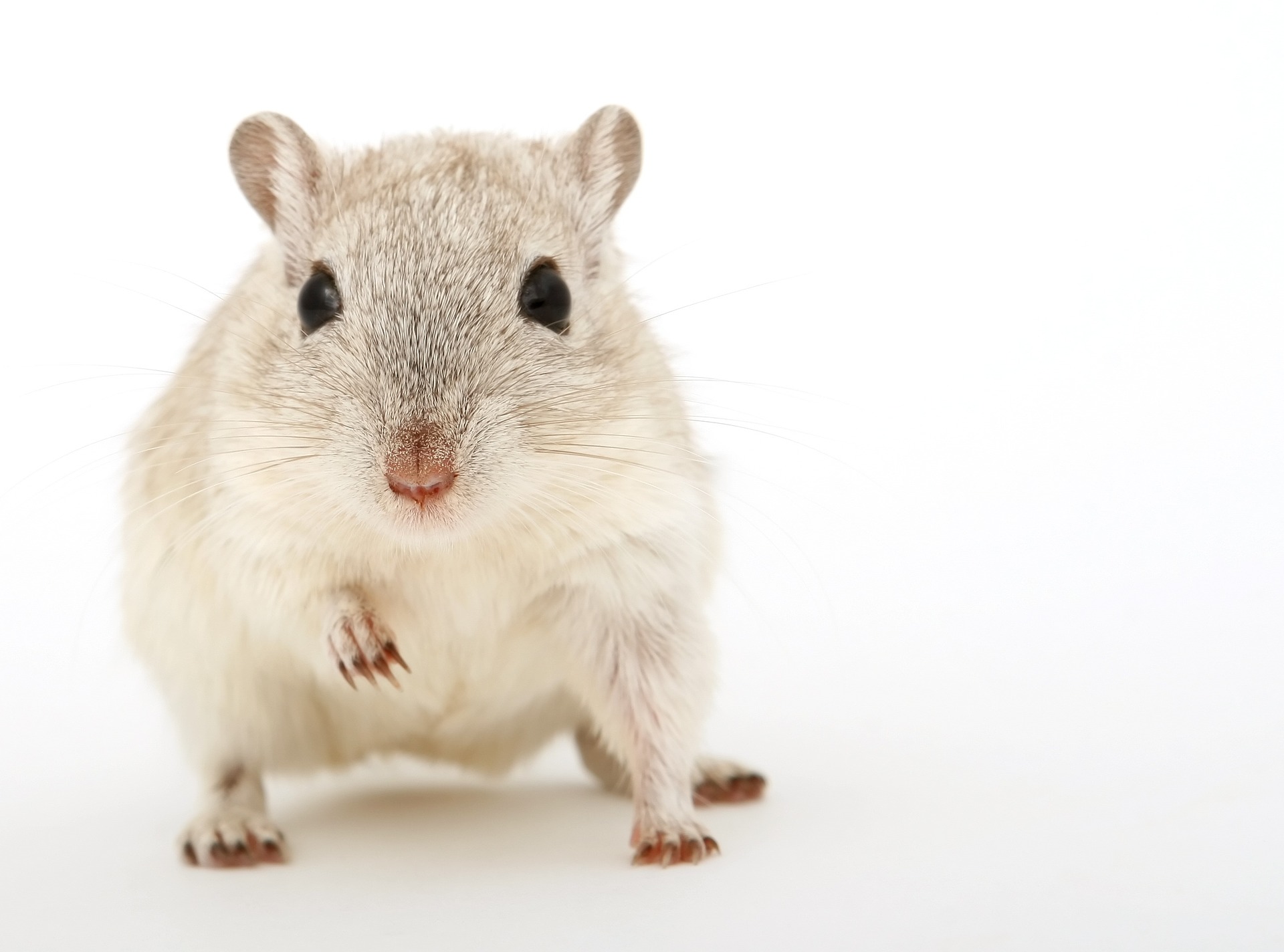 科學家實驗證明，老鼠血漿中的一種趨化素（chemokine）似乎與老化過程有關。