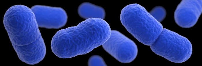 李斯特菌，是一種兼性厭氧細菌，為李斯特菌症的病原體。主要以食物為傳染媒介，是最致命的食源性病原體之一。圖片來源：CDC PHIL